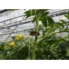 Rema Bio paradicsomcsipesz 1000db 1350